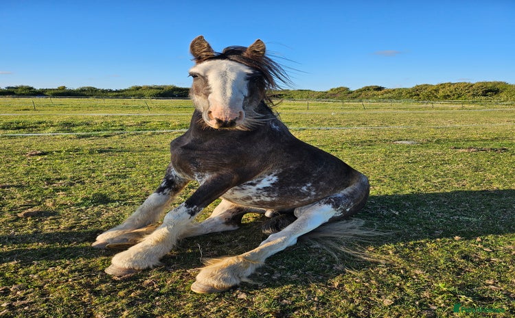 Irish Cob horses - Advert 3