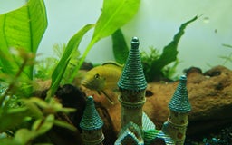Cichlids fish for sale: Yellow Lab African Malawi Cichlid [Free] - Image 1