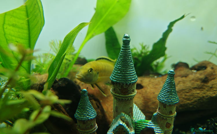 Cichlids fish - Advert 3