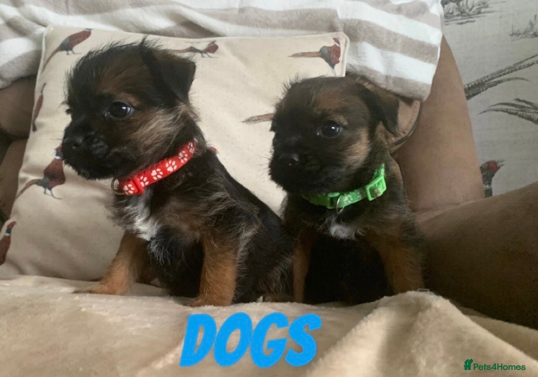 Border Terrier dogs for sale: 6 Beautiful border terrier pups - Image 5