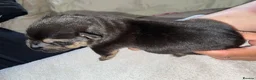 Mixed Breed dogs for sale: Cane shepherds - Advert 8