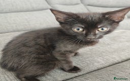 Mixed Breed cats for sale: Kittens - Image 1