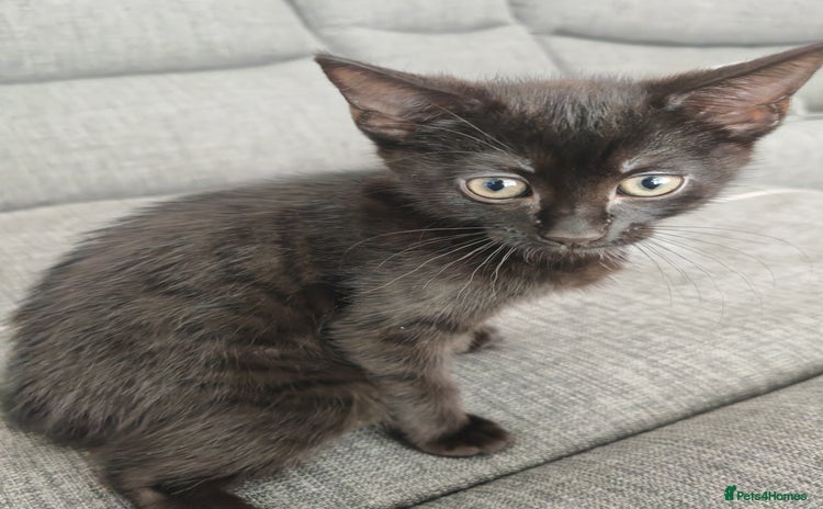 Mixed Breed cats - Advert 5