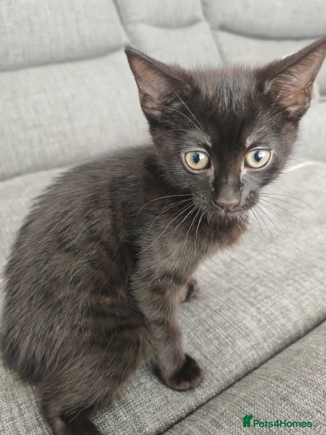 Mixed Breed cats for sale: Kittens - Image 1