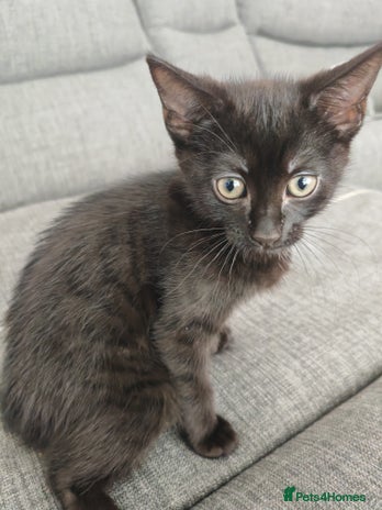 Mixed Breed cats - Advert 12