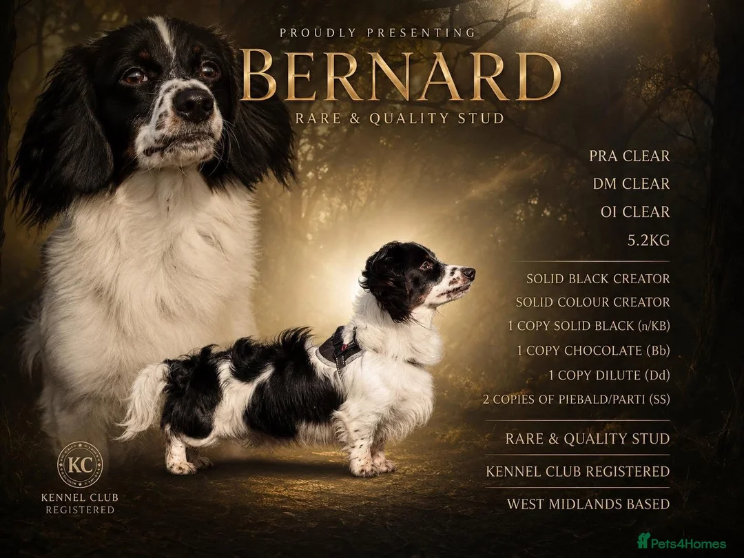 Miniature Dachshund dogs for stud: KC long haired piebald- solid colour producer  - Advert 4