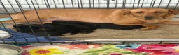 Labrador Retriever dogs for sale: 2 female black labs for sale  - Advert 7