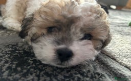 Maltipoo dogs for sale: Maltipoo puppies  - Image 13