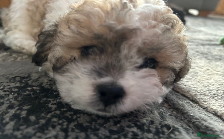 Maltipoo dogs - Advert 5