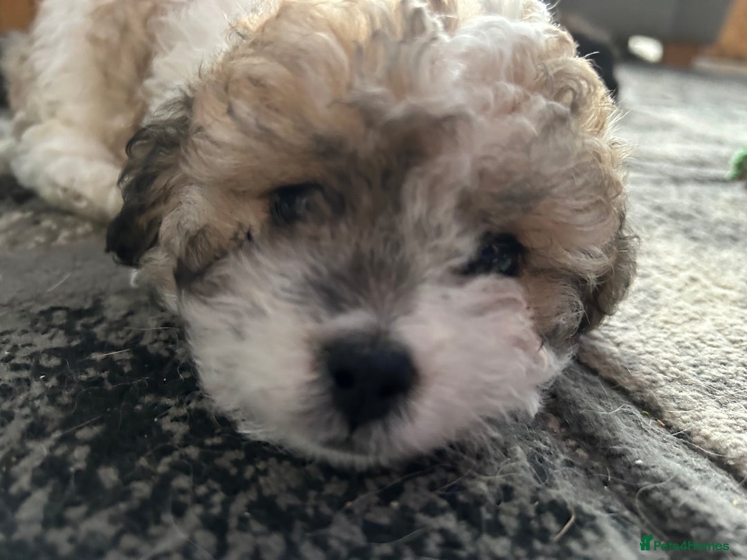 Maltipoo dogs for sale: Maltipoo puppies  - Image 13