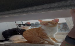 British Shorthair cats for sale: Two male short hair cats - Image 1