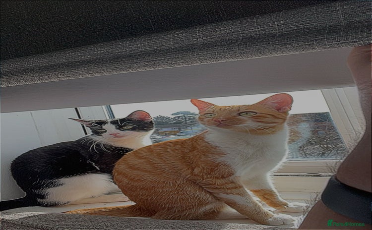 British Shorthair cats - Advert 1