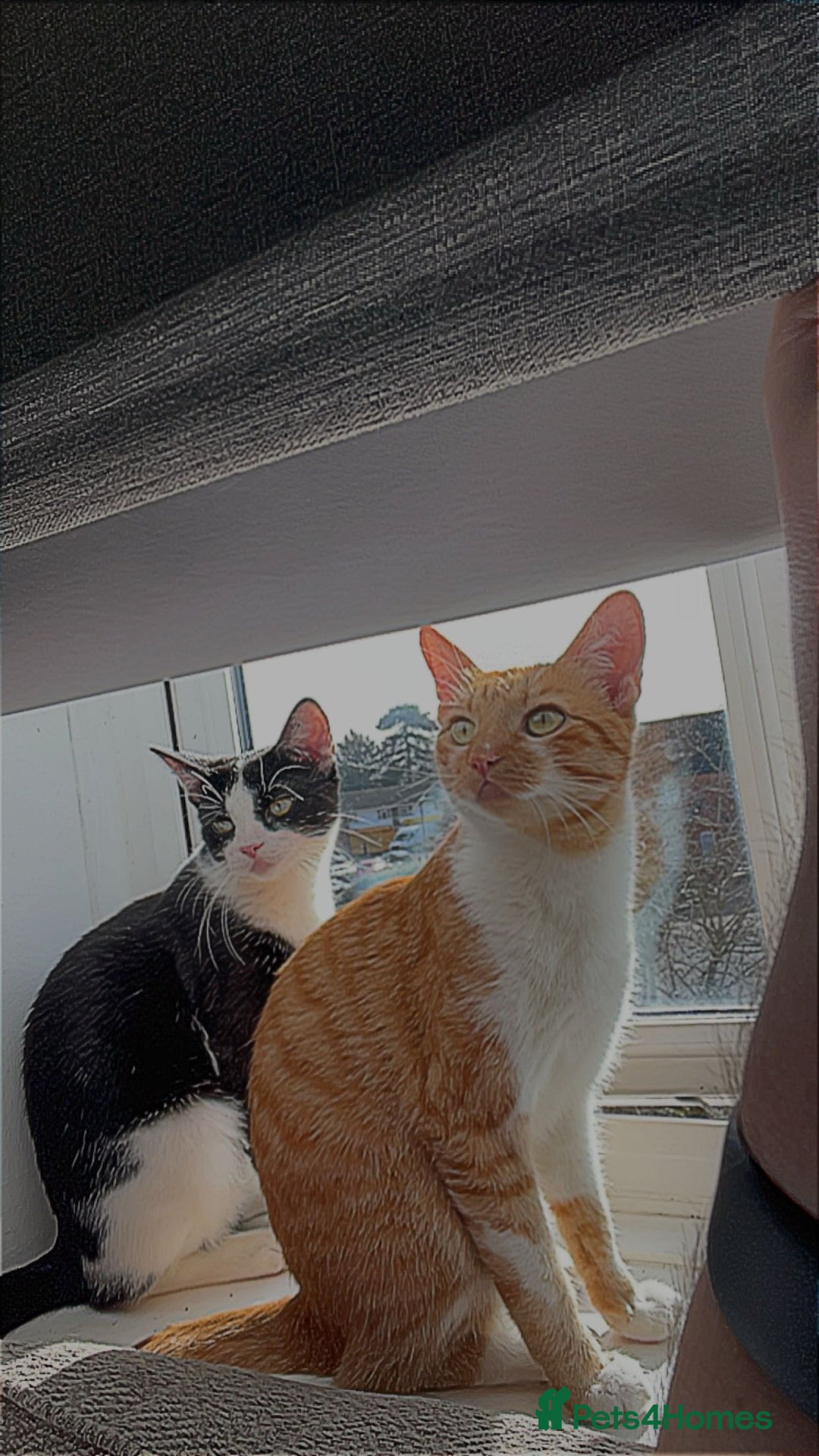 British Shorthair cats for sale: Two male short hair cats - Image 1