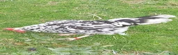 Chickens poultry for sale: POL Chickens stunning Purebreeds for sale in Callington - Advert 8