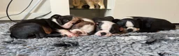 Boston Terrier dogs for sale: Quality Lines KC Registered Boston Terrier Puppies - Advert 3