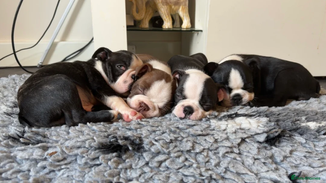 Boston Terrier dogs for sale: Quality Lines KC Registered Boston Terrier Puppies - Advert 3