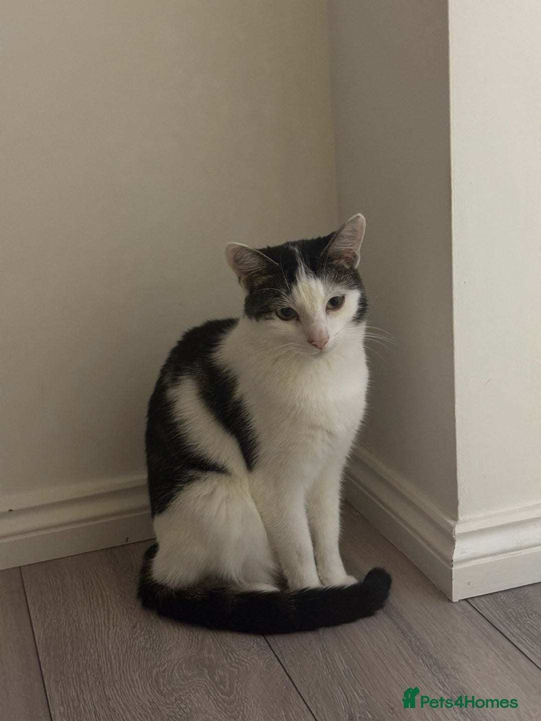 Mixed Breed cats for sale: Milo- mixed breed💙 - Image 2