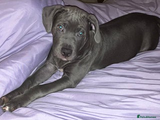 Mixed Breed dogs Beautiful blue staffy looking for forever home - Advert 1