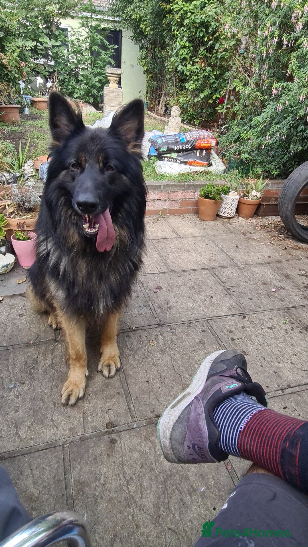German Shepherd dogs for sale: Long fur German shepard  - Advert 4