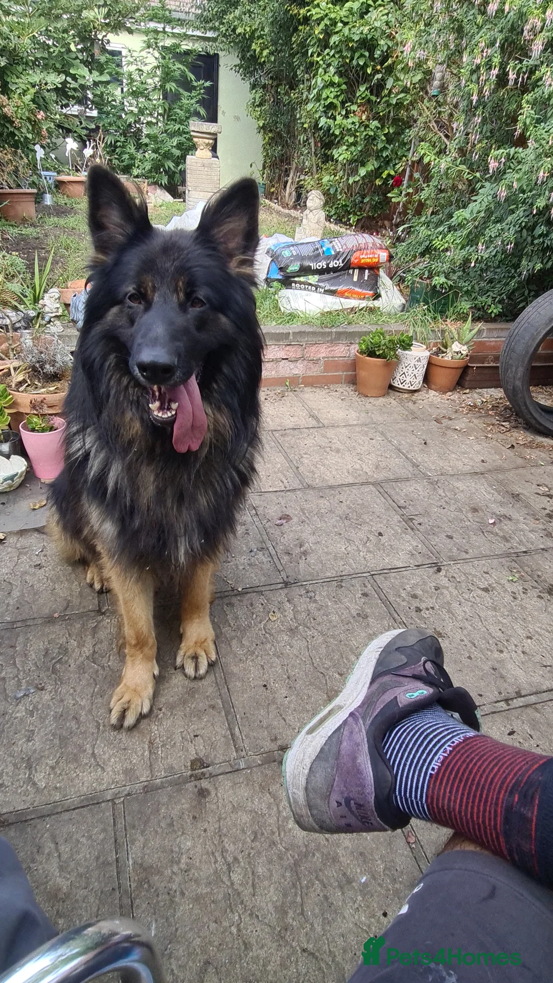 German Shepherd dogs for sale: Long fur German shepard  - Advert 4