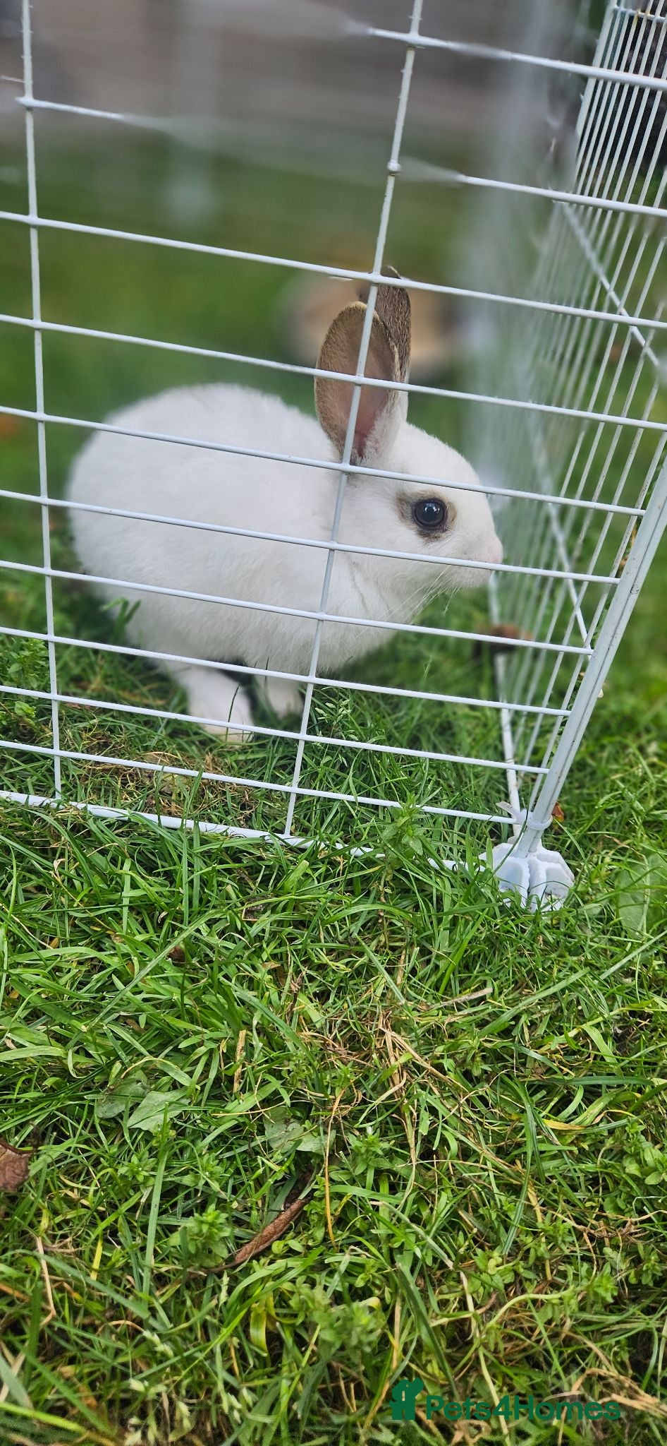 Mixed Breed rabbits They are very friendly family 🥰 - Advert 1