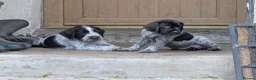 German Wirehaired Pointer dogs for sale: German Wirehaired Pointer Puppies in Ludlow - Advert 15