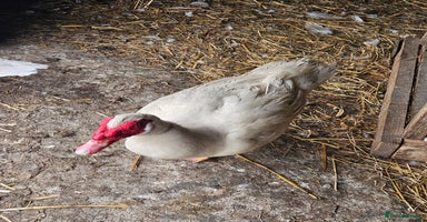 Ducks poultry - Advert 1