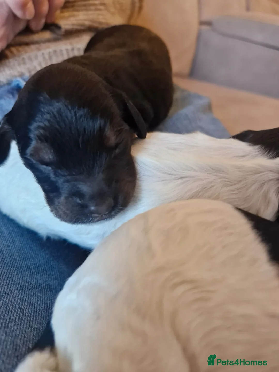 Cockapoo dogs for sale: 6 miniature Cockapoo Puppies - Advert 15