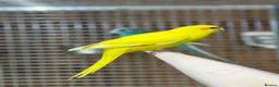 Parakeets birds for sale: Kakarikis - Advert 4