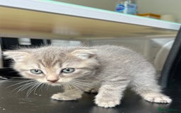 Mixed Breed cats for sale: Mother Scottish fold father unknown  - Image 3