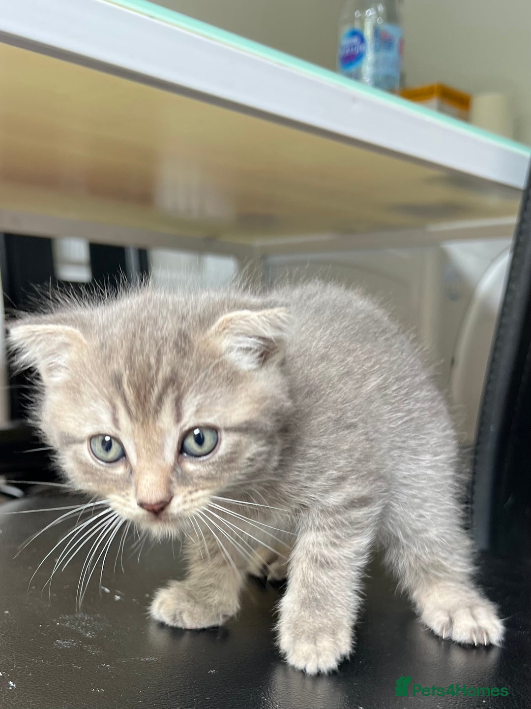 Mixed Breed cats for sale: Mother Scottish fold father unknown  - Image 3
