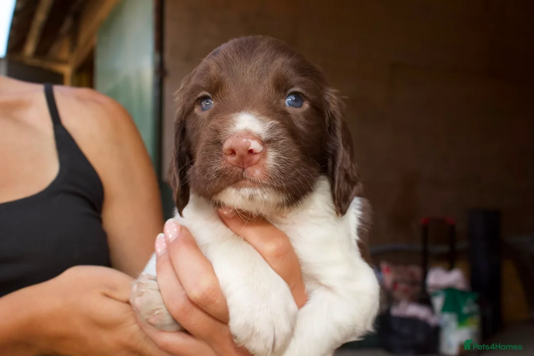English Springer Spaniel dogs for sale: Springer Spaniels  - Advert 9