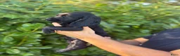 Cocker Spaniel dogs for sale: Beautiful 6 black cocker spaniel!  - Advert 14