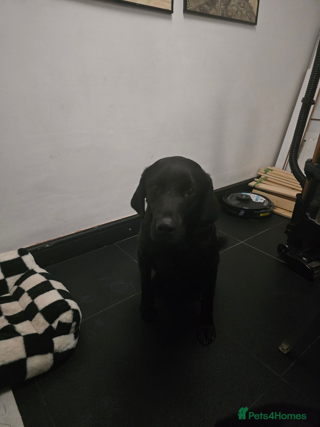 Labrador Retriever dogs for sale: Beautiful labrador retriever puppies  - Advert 6