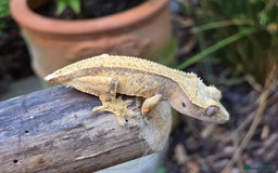 Gecko reptiles for sale: Crested geckos  - Image 14