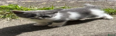Mixed Breed Kitten 4