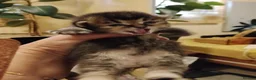 Scottish Fold cats for sale: Beautiful Scottish fold kittens  - Advert 9