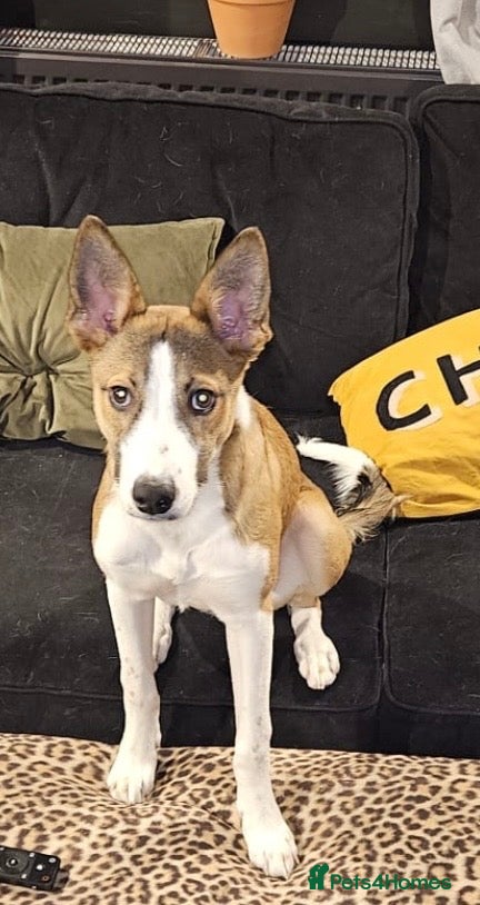 Mixed Breed dogs Six month old collie lurcher pup - Advert 2