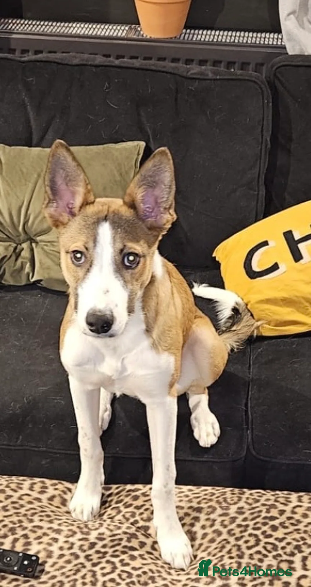 Mixed Breed dogs for sale: Six month old collie lurcher pup - Advert 1