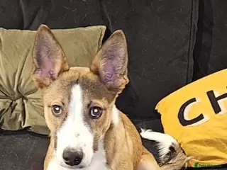 Mixed Breed dogs Six month old collie lurcher pup - Advert 1