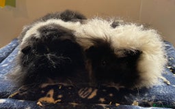 Guinea Pig rodents for sale: Older boar’s and baby Alpaca Texel and merino  - Image 8