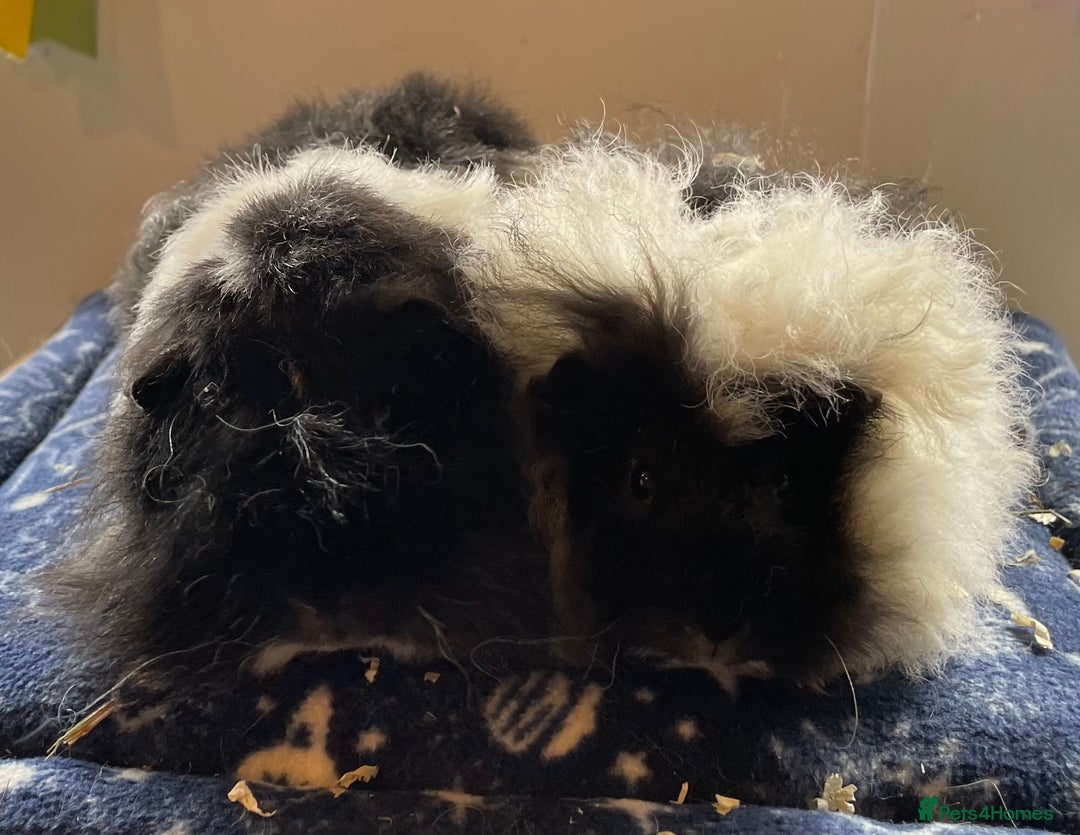 Guinea Pig rodents for sale: Older boar’s and baby Alpaca Texel and merino  - Image 8