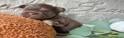French Bulldog dogs for sale: Kc registered chocolate and tan frenchies - Advert 21