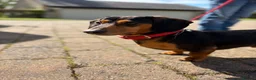 Miniature Dachshund dogs for sale: Miniature Daschunds - Advert 18