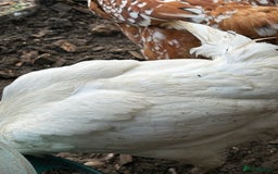 Chickens poultry for sale: 8 chickens for sale  - Image 6
