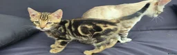 Bengal cats for sale: Beautiful Marble Bengal kitten boy ready now - Advert 13