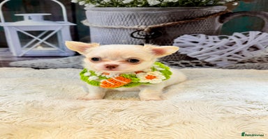 Chihuahua dogs - Advert 2