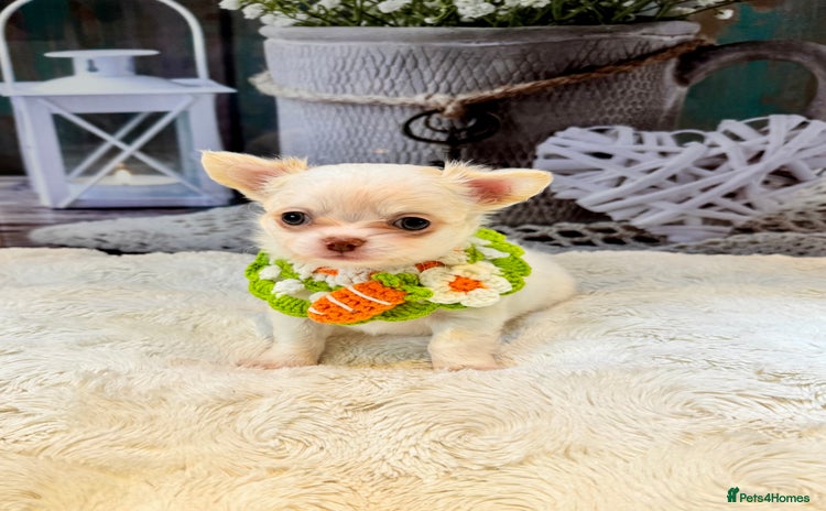 Chihuahua dogs - Advert 3