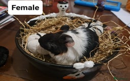 Guinea Pig rodents for sale: Baby Guinea Pigs  - Image 8