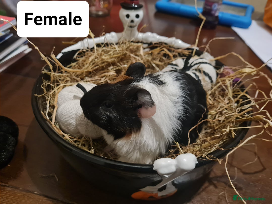 Guinea Pig rodents for sale: Baby Guinea Pigs  - Image 8